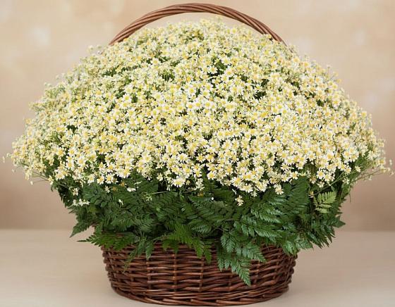 Цветочная композиция из Ромашки в корзине в Псекупс
