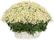 Цветочная композиция из Ромашки в корзине #REPLACE_PRED# Псекупс